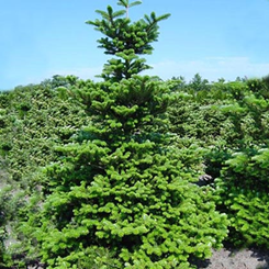     Abies koreana Molli